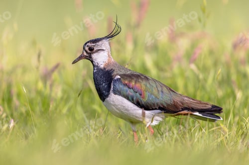 Preview: Northern Lapwing Display Behaviour