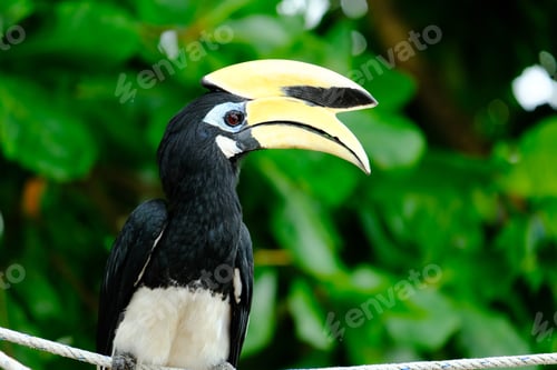 Preview: A picture of oriental pied hornbill waiting to be feed at Pangkor island during evening