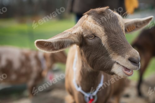 Preview: A small organic dairy farm with a mixed herd of cows and goats.