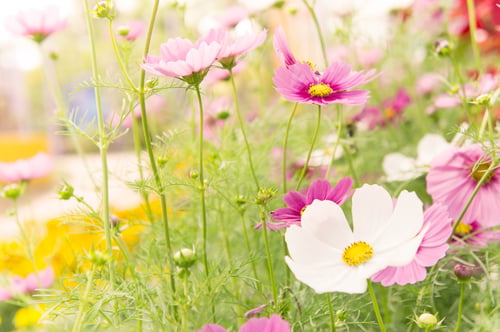 Preview: pink flowers in the garden , cosmos beautiful flowers sunlight in the morning pastel style vintage