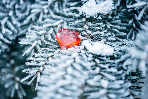 Preview: Winter close-up nature, spruce in the forest, needles in hoarfrost, snow on the branches, blue postc