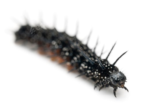 Preview: Caterpillar of a Peacock butterfly, Inachis io, in front of white background
