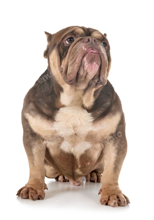 Preview: american bully in studio