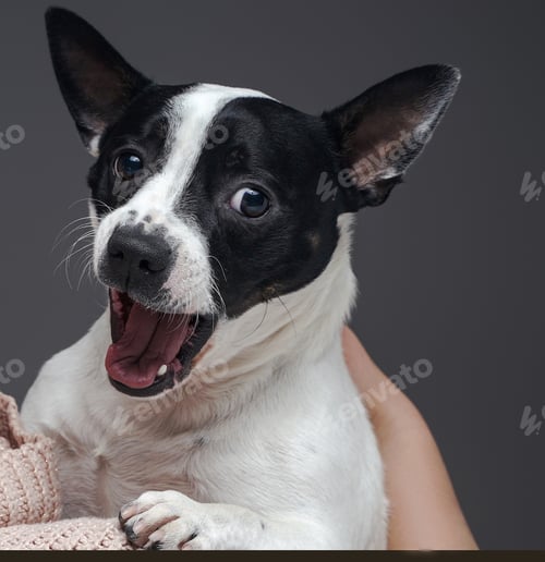 Preview: Terrified funny dog embracing its owner against gray background