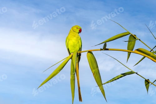 Preview: Rose-ringed parakeet perched on a green branch against the blue sky. Punjab, India