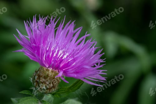 Preview: Beautiful purple thistle flower. Pink flowers of burdock thorns. Prickly burdock flower on green