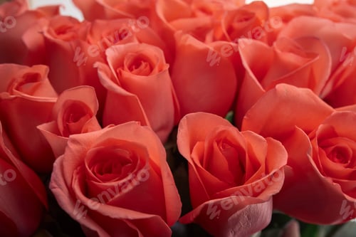 Preview: rose
