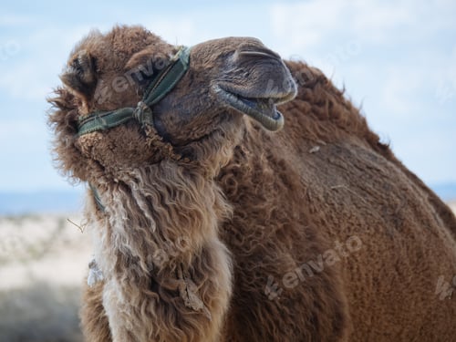 Preview: Hairy camel close up