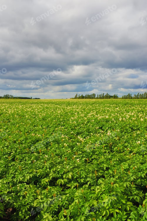 Preview: A photo of Green potatoes field end blue sky