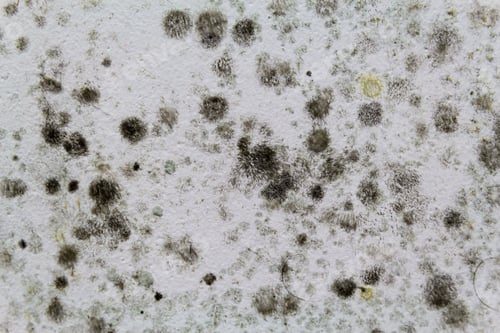 Preview: Black mold on a white wall