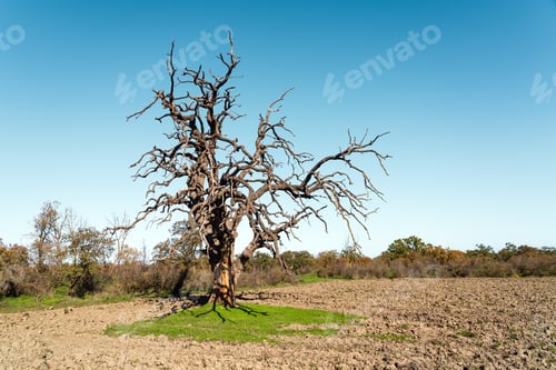 Preview: Bare oak tree with spreading branches