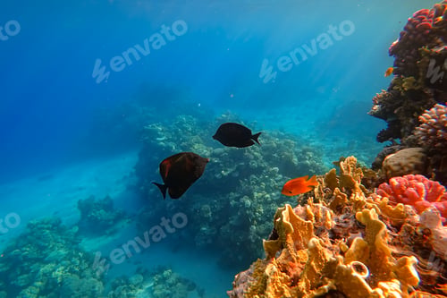 Preview: The amazing underwater world of the Red Sea