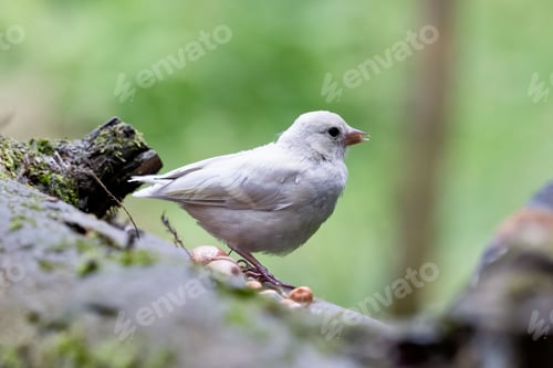 Preview: Closeup of a white bird perched on a tree in the forest