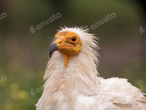 Preview: Egyptian vulture (Neophron percnopterus)