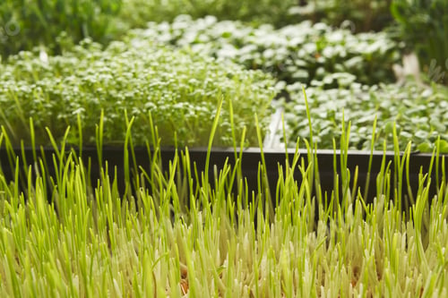 Preview: Organic growing micro greens closeup