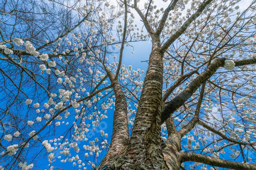 Preview: Beautiful nature scene with blooming tree and sun flare. Spring background