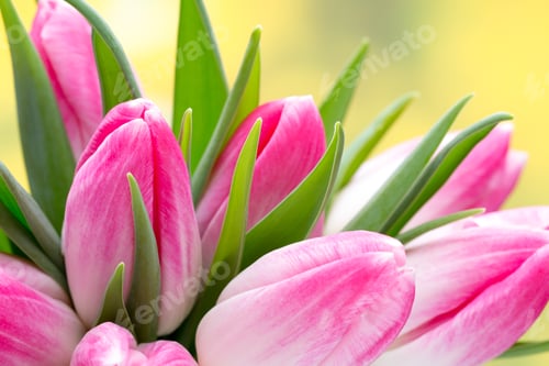 Preview: Spring flowers. Tulip bouquet on the bokeh background.