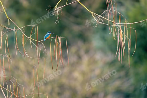 Preview: Kingfisher perched on a branch