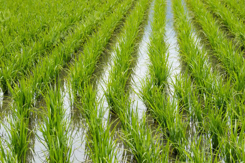 Preview: Rice field with young plants
