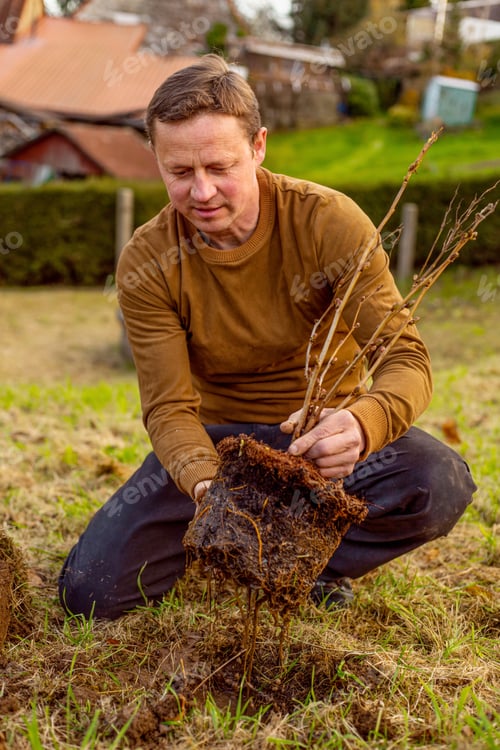 Preview: Man plants tree in the garden. Nature, environment and ecology concept.