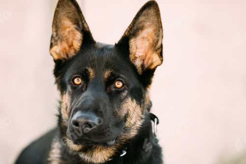 Preview: Beautiful Young Brown German Shepherd Dog