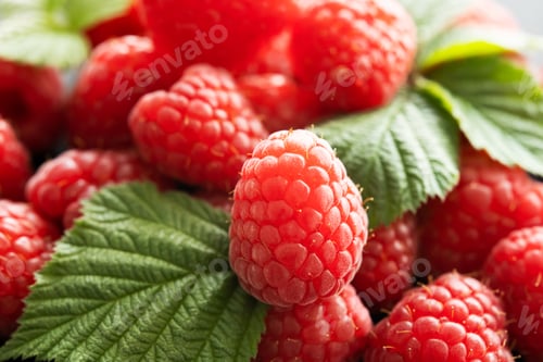 Preview: Fresh red raspberries
