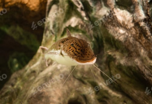 Preview: Swimming of fish in the aquarium, oceanarium, observation of the underwater world and marine animals