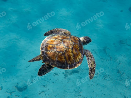 Preview: Green sea turtle cruising the Mediterranean Sea