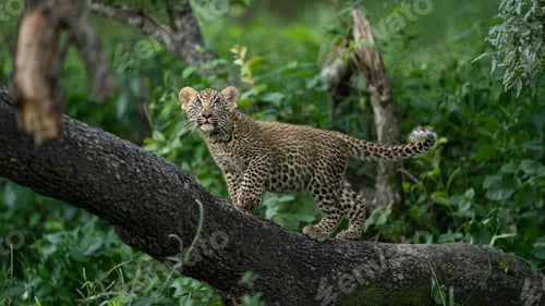 Preview: Leopard, Panthera pardus, Female cub in a tree.