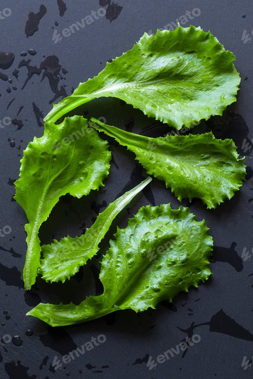 Preview: Fresh green lettuce leaves with water drops on dark background