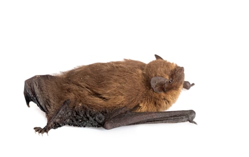 Preview: Pipistrellus pipistrellus in studio