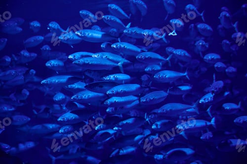 Vista previa: School of fish swimming in deep blue water