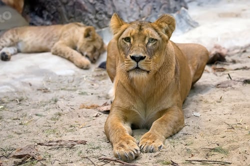 Preview: Lioness resting on the sand