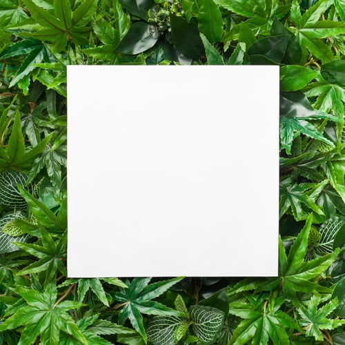 Preview: Creative layout made of evergreen leaves with paper card note