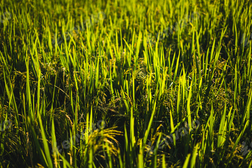 Preview: Rice fields in the evening in a rural village