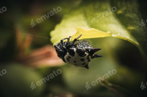 Preview: Gasteracantha spider perched on top of a green leaf