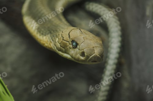 Preview: The head of King Cobra is a dangerous poisonous snake.