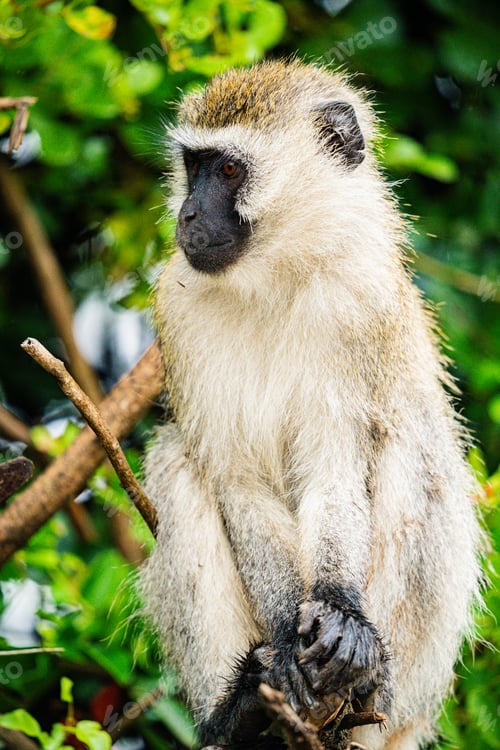Preview: Monkey Primate Mammals Wild Wildlife Animals Nairobi National Park Kenya