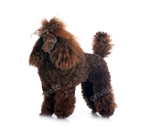 poodle in studio