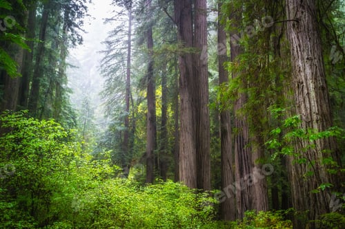 Preview: Views In The Redwood Forest At Redwoods National And State Parks In California