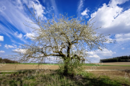 Preview: Meadow with a flowering fruit tree