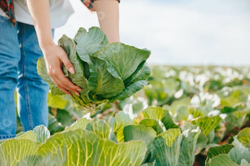 Preview: Person harvesting fresh lettuce in a green field during daylight
