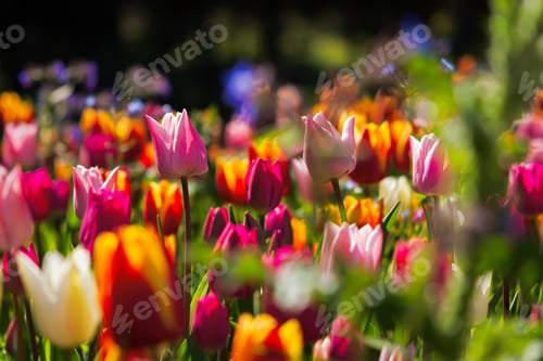 Preview: Spring flowers tulips close-up in the garden.