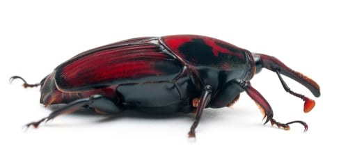 Preview: Male Red palm weevil, Rhynchophorus ferrugineus, 3 weeks old, in front of white background