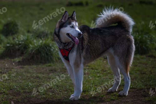 Preview: MAture Husky Dog Standing in a Open Field at a Off Leash Dog park in the Marymoor dog park