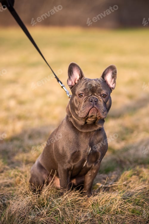 Preview: Beautiful portrait of a French Buldog on a leash in a field