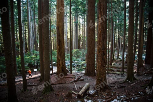 Preview: A man walking up a trail surrounded by tall trees in a thick forest near North Bend, Washington.