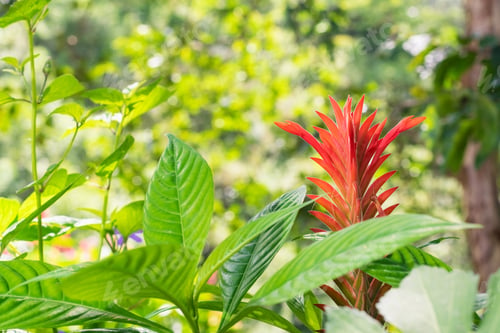 Preview: red flower in the shape of a spike or flame, cultivated in a country garden