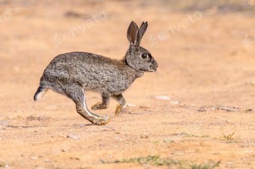 Preview: Wild European Rabbit Running in Gravel