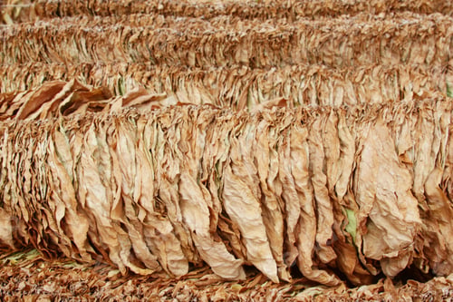 Preview: Suspended tobacco leaves - Drying tobacco leaves